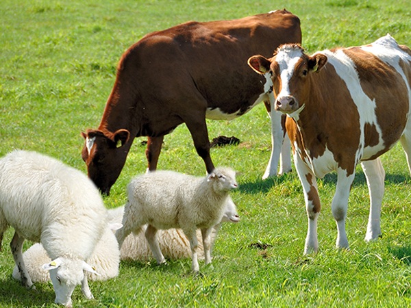 Ruminant animal disease related testing products